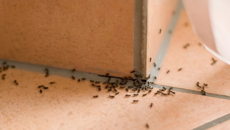 Repousser les fourmis avec cet ingrédient naturel de votre cuisine 2 Repousser les fourmis avec cet ingrédient naturel de votre cuisine 2