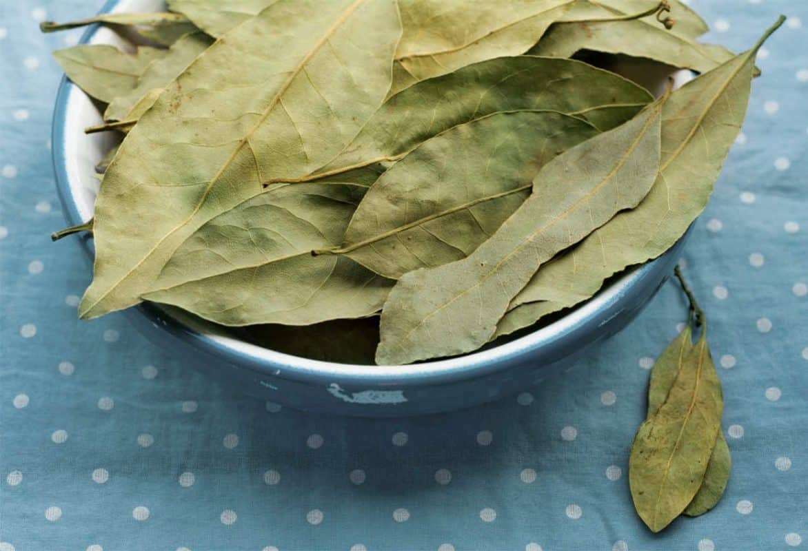 Les Merveilles Insoupçonnées de la Feuille de Laurier : 14 Bénéfices Surprenants 1 Les Merveilles Insoupçonnées de la Feuille de Laurier : 14 Bénéfices Surprenants 1