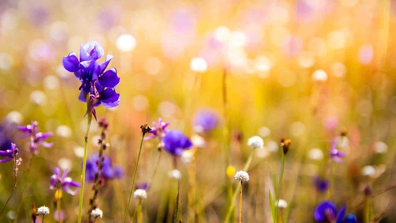 Orchidées pourries, il ne faut pas les jeter : avec une pincée de cela elles reviennent à la vie 2 Orchidées pourries, il ne faut pas les jeter : avec une pincée de cela elles reviennent à la vie 2