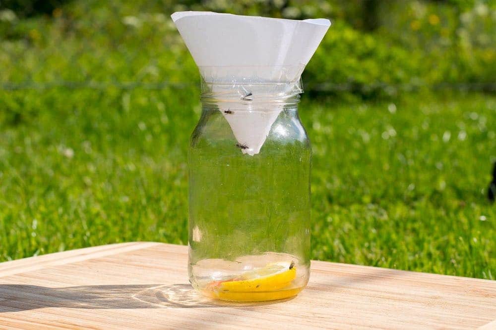 Pièges à mouches maison : Astuces infaillibles pour une maison sans mouches 4 Pièges à mouches maison : Astuces infaillibles pour une maison sans mouches 4