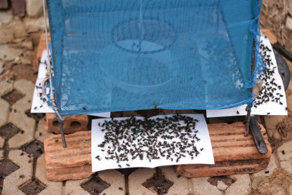 Pièges à mouches maison : Astuces infaillibles pour une maison sans mouches 6 Pièges à mouches maison : Astuces infaillibles pour une maison sans mouches 6