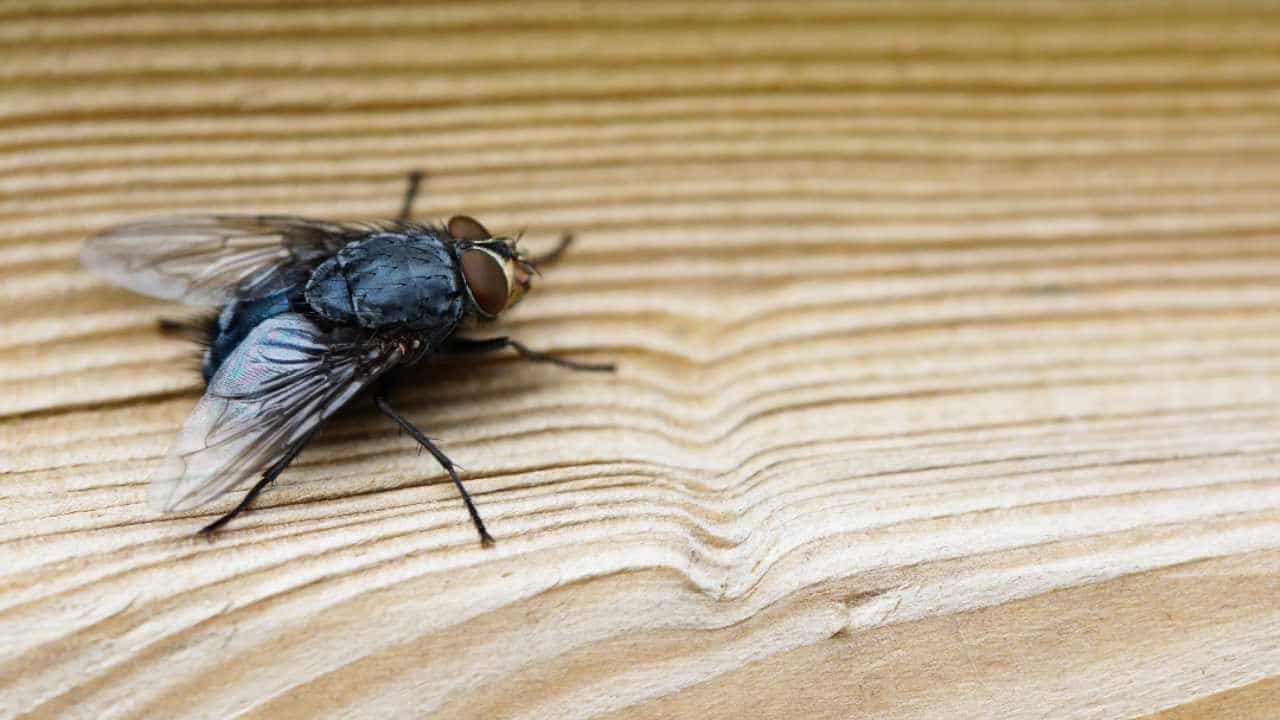 Pièges à mouches maison : Astuces infaillibles pour une maison sans mouches 8 Pièges à mouches maison : Astuces infaillibles pour une maison sans mouches 8