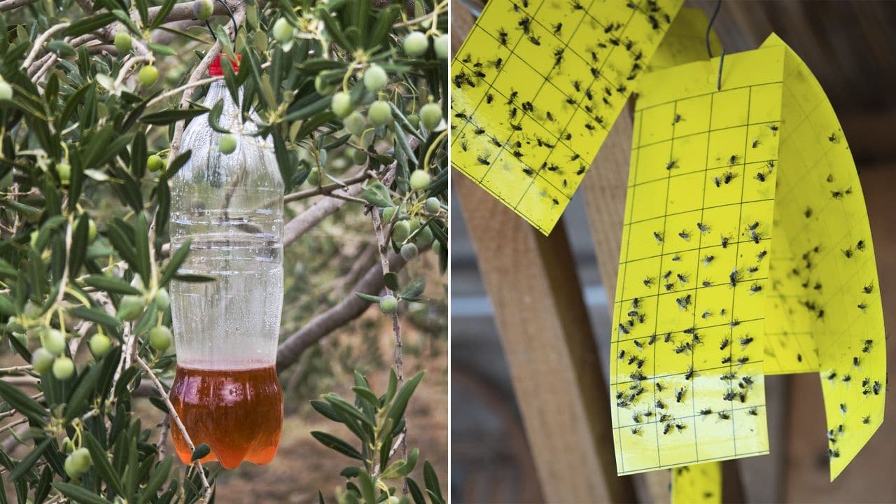 Pièges à mouches maison : Astuces infaillibles pour une maison sans mouches 11 Pièges à mouches maison : Astuces infaillibles pour une maison sans mouches 11
