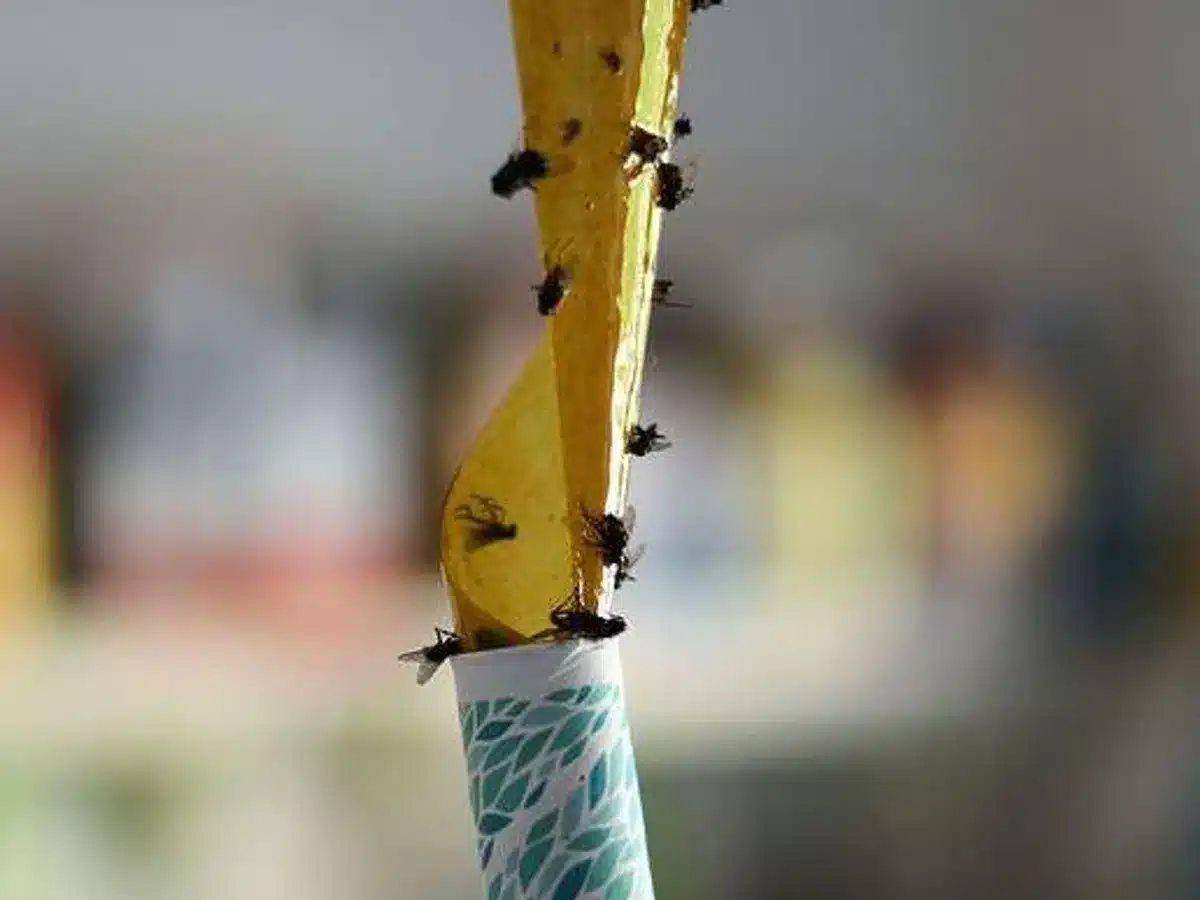 Pièges à mouches maison : Astuces infaillibles pour une maison sans mouches 10 Pièges à mouches maison : Astuces infaillibles pour une maison sans mouches 10
