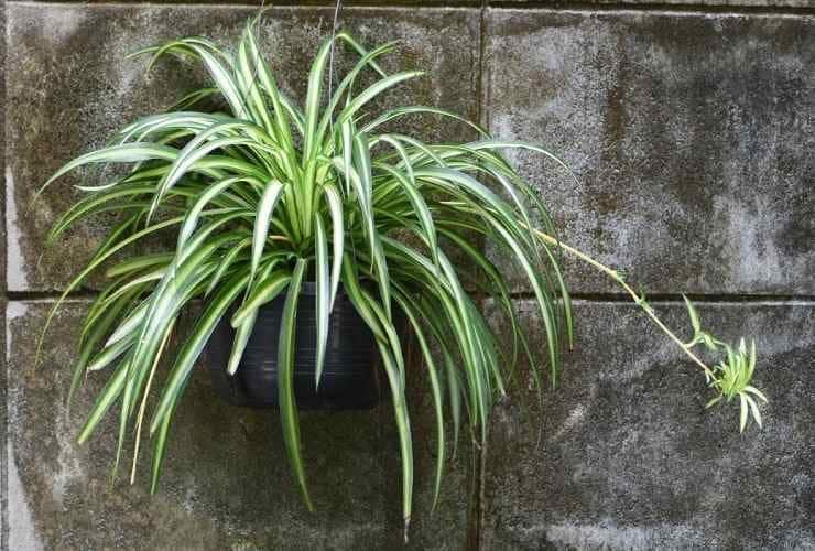 Plante araignée : Le trésor écologique et thérapeutique à avoir chez soi 4