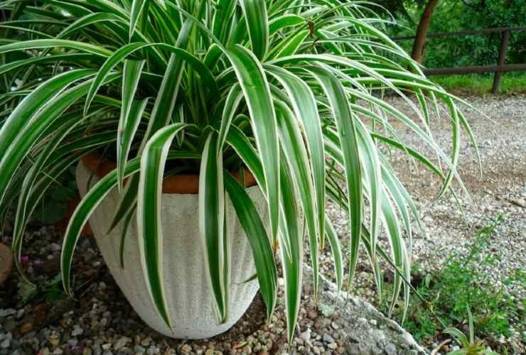 Plante araignée : Le trésor écologique et thérapeutique à avoir chez soi 2
