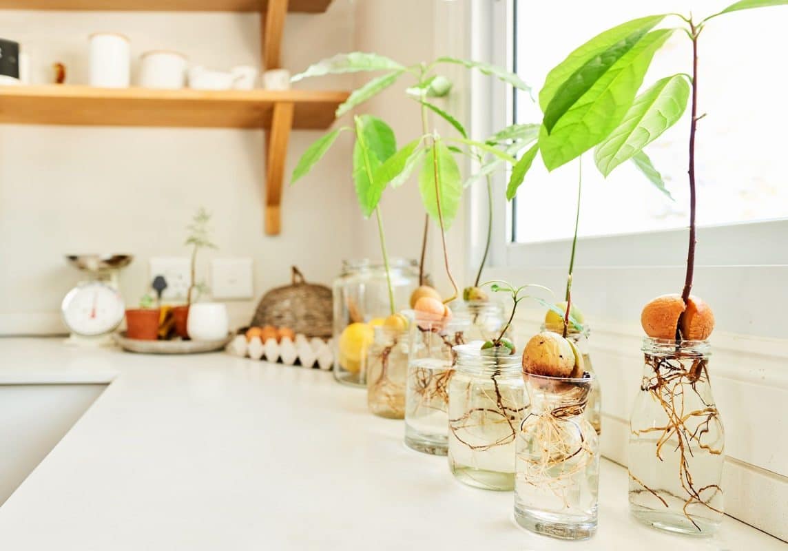 Planter un avocatier correctement - Un guide étape par étape 10 Planter un avocatier correctement - Un guide étape par étape 10