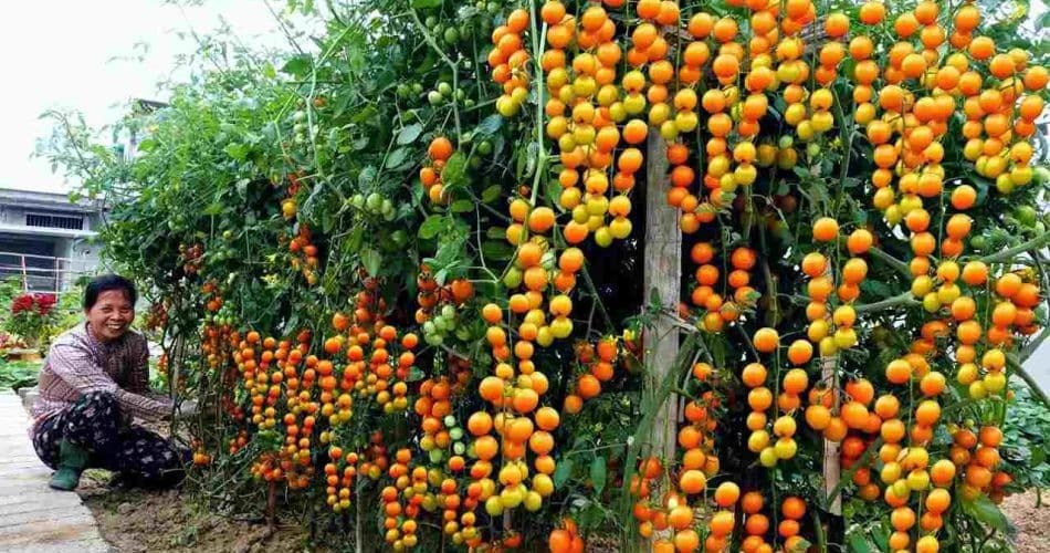 Potager : une méthode ancestrale pour une récolte abondante de tomates 2 Potager : une méthode ancestrale pour une récolte abondante de tomates 2