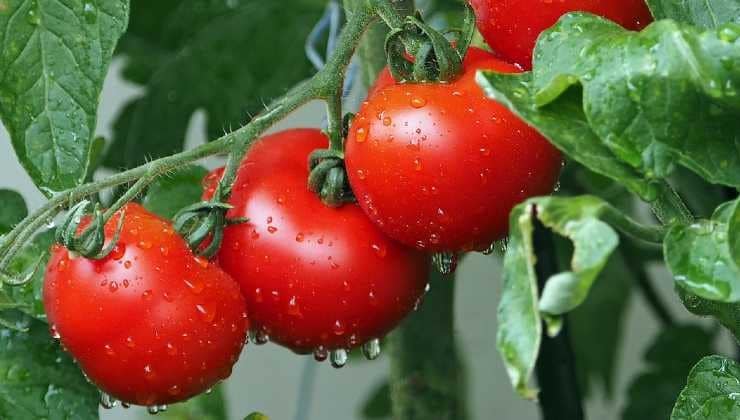 Potager : une méthode ancestrale pour une récolte abondante de tomates 3 Potager : une méthode ancestrale pour une récolte abondante de tomates 3