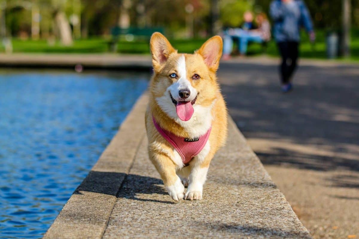 Rêver de chien : La Vraie Signification Spirituelle & Les 7 Interprétations Symboliques 2