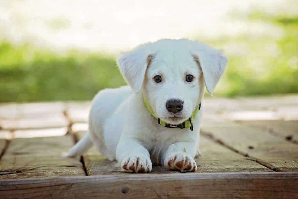 Rêver de chien : La Vraie Signification Spirituelle & Les 7 Interprétations Symboliques 1