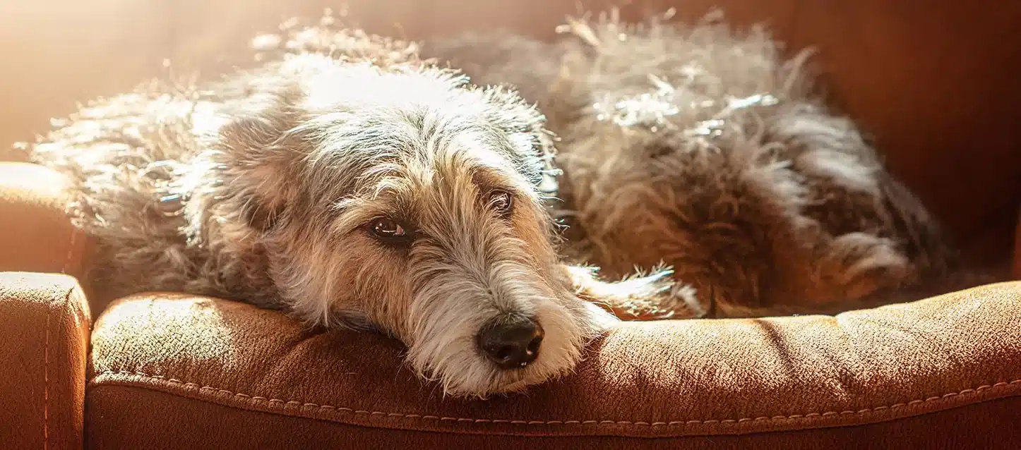Rêver de chien : La Vraie Signification Spirituelle & Les 7 Interprétations Symboliques 3