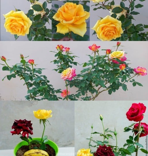 Roses Rayonnantes : L'Ultime Guide de l'Engrais Naturel 1