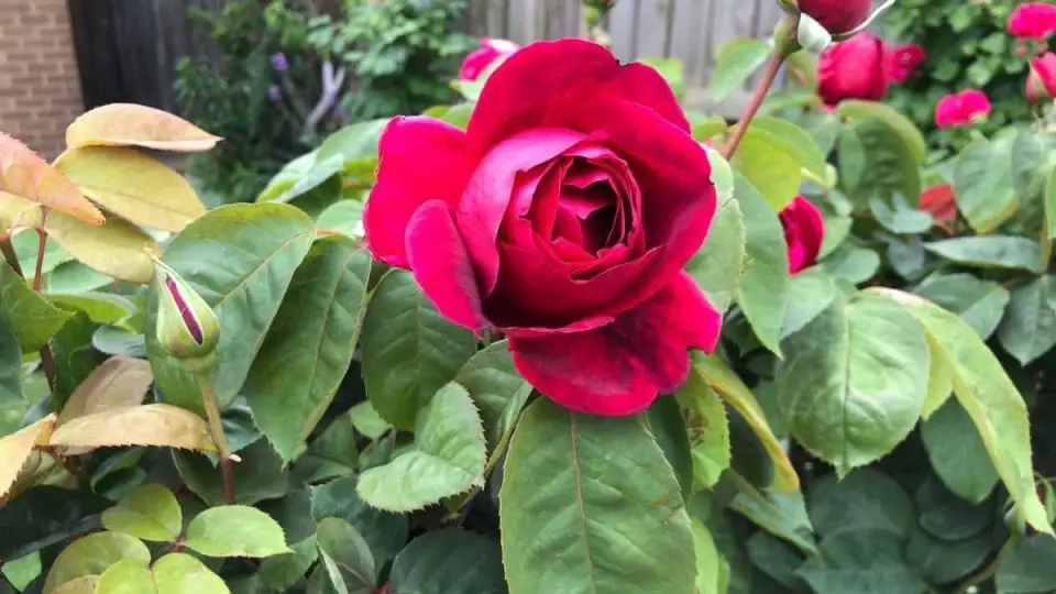 Roses Rayonnantes : L'Ultime Guide de l'Engrais Naturel 2