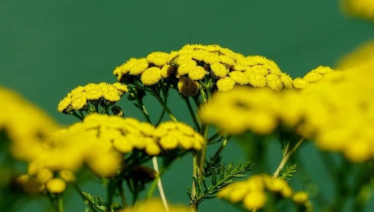Solutions naturelles contre les cafards: Les 6 plantes qu'ils détestent 3 Solutions naturelles contre les cafards: Les 6 plantes qu'ils détestent 3