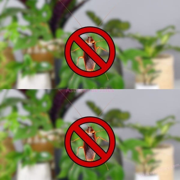 Solutions naturelles contre les cafards: Les 6 plantes qu'ils détestent 1 Solutions naturelles contre les cafards: Les 6 plantes qu'ils détestent 1