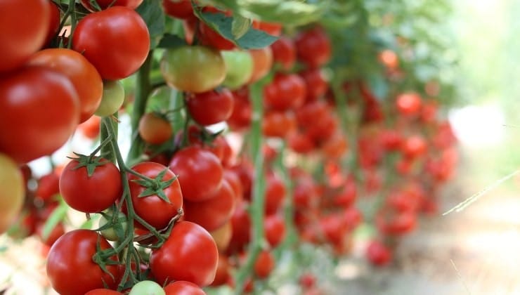 Tailler les tomates, ne faites jamais cette erreur : elles pourrissent en quelques jours 3