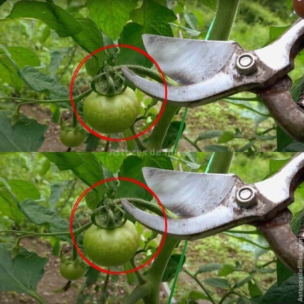 Tailler les tomates, ne faites jamais cette erreur : elles pourrissent en quelques jours 1