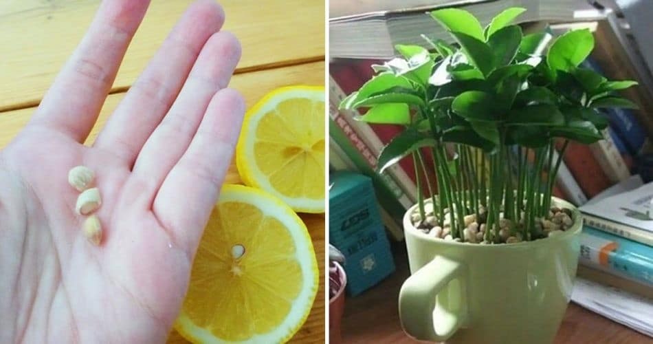 Transformez Votre Maison en Oasis d'Agrumes Avec un Citronnier en Tasse 2
