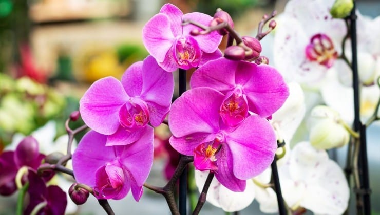 Vous ne lancerez plus jamais de vieilles orchidées après avoir vu cette astuce 2