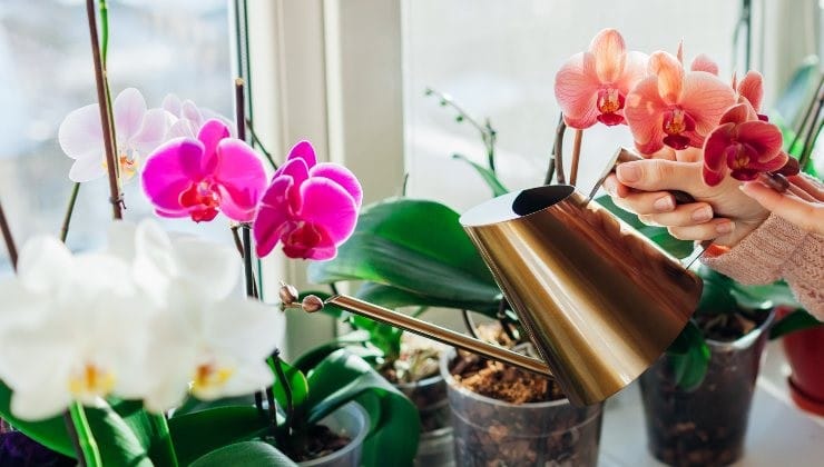 Vous ne lancerez plus jamais de vieilles orchidées après avoir vu cette astuce 3
