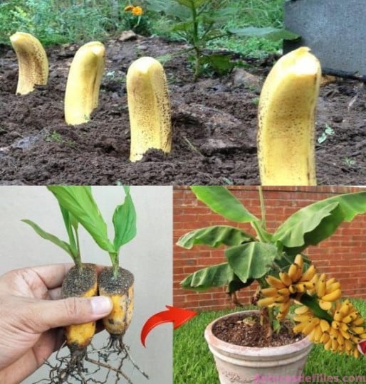 La Banane: un engrais miracle pour votre jardin 1