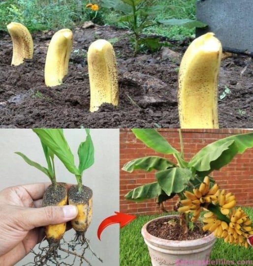 La Banane: un engrais miracle pour votre jardin 1 La Banane: un engrais miracle pour votre jardin 1
