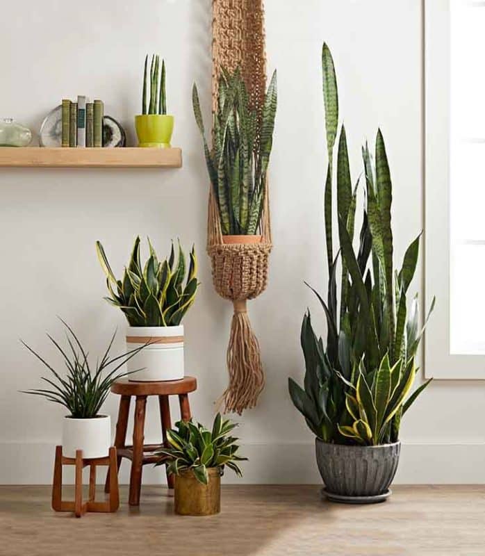 10 Astuces Infaillibles pour Faire Fleurir votre Langue de Belle-Mère 2 10 Astuces Infaillibles pour Faire Fleurir votre Langue de Belle-Mère 2