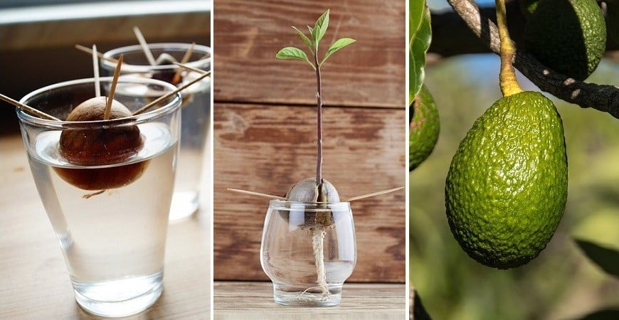 Planter un avocatier correctement - Un guide étape par étape 2 Planter un avocatier correctement - Un guide étape par étape 2