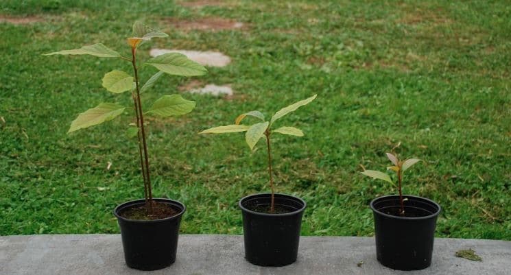 Planter un avocatier correctement - Un guide étape par étape 6 Planter un avocatier correctement - Un guide étape par étape 6