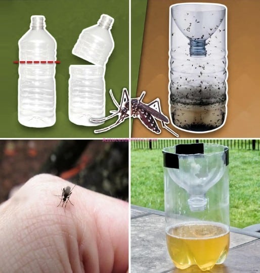 Piège à Moustiques Maison Efficace à Créer à Partir d'une Bouteille 2