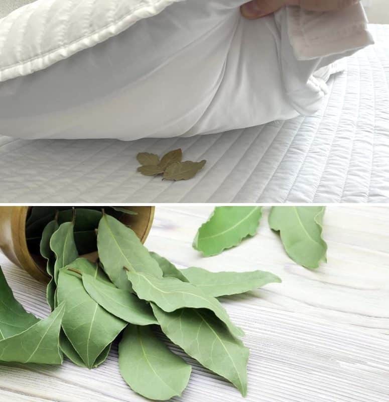 Les Feuilles de Laurier : Le Secret d'un Sommeil Paisible 1 Les Feuilles de Laurier : Le Secret d'un Sommeil Paisible 1