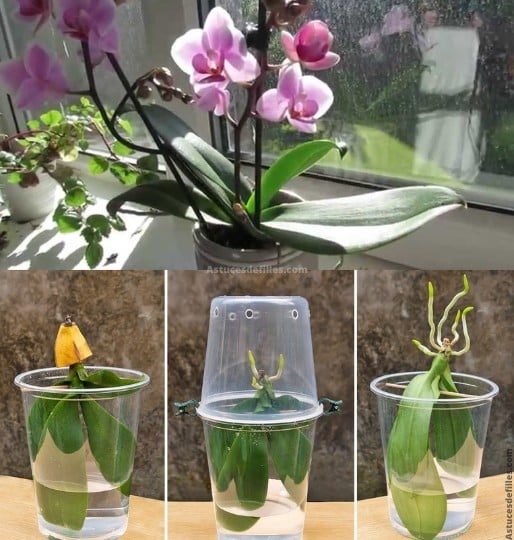 Stimulez naturellement la croissance de vos orchidées pour une floraison époustouflante 1