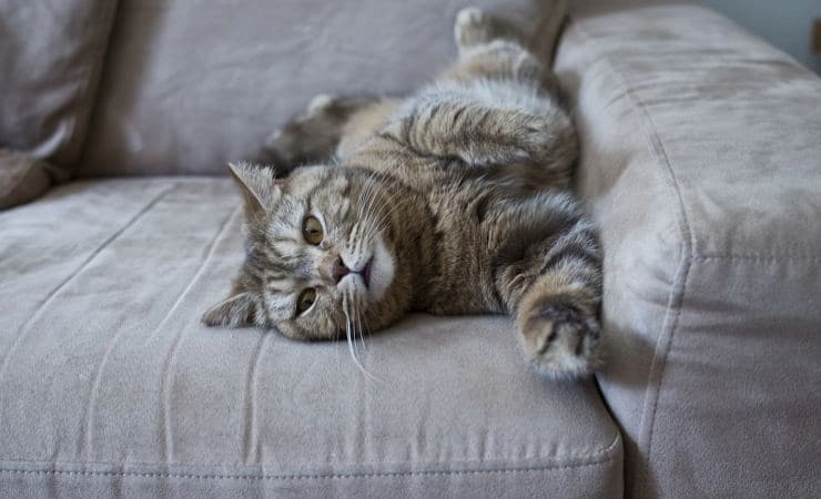 Pas de poils de chien et de chat sur le canapé avec cette astuce des entreprises de nettoyage 2 Pas de poils de chien et de chat sur le canapé avec cette astuce des entreprises de nettoyage 2