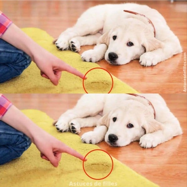Taches d'urine de chien sur moquette, voici comment les enlever en quelques étapes 4 Taches d'urine de chien sur moquette, voici comment les enlever en quelques étapes 4
