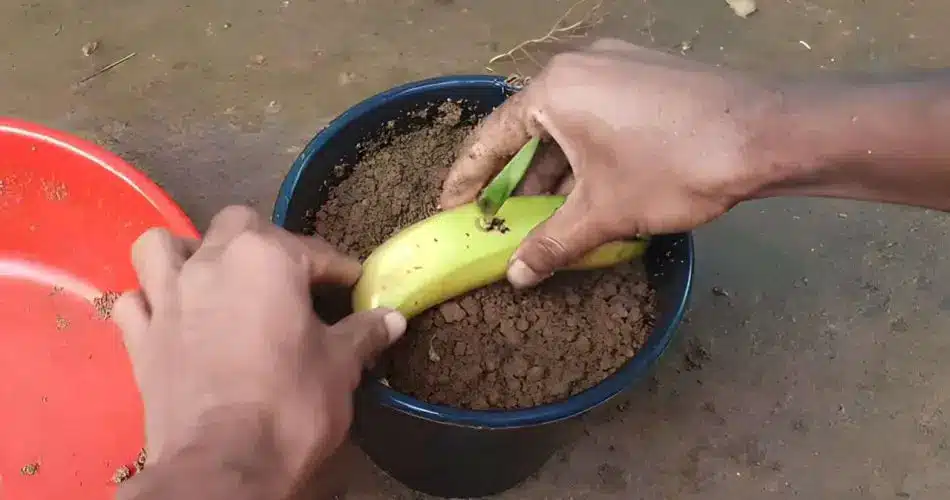 La Banane: un engrais miracle pour votre jardin 2