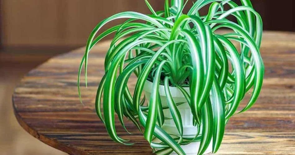 Plante araignée : Le trésor écologique et thérapeutique à avoir chez soi 1