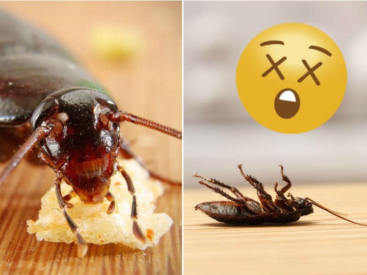 5 Conseils Efficaces pour Éliminer les Cafards de Votre Maison 1 5 Conseils Efficaces pour Éliminer les Cafards de Votre Maison 1