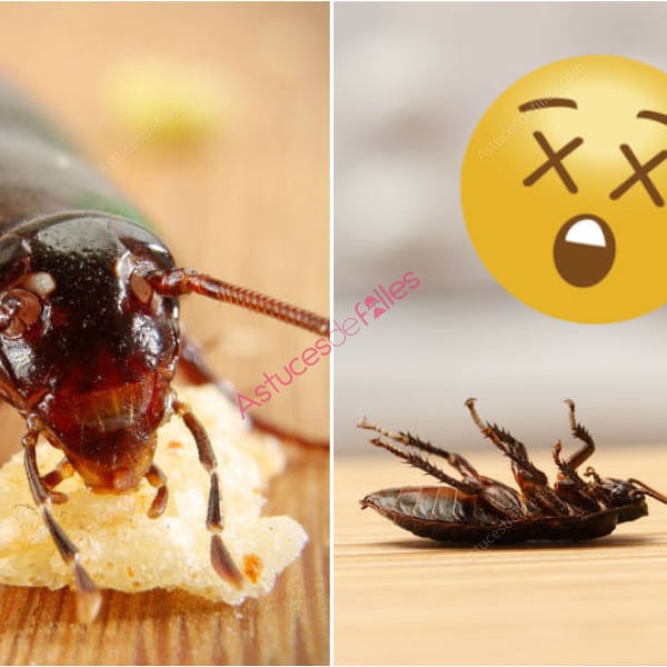 5 Conseils Efficaces pour Éliminer les Cafards de Votre Maison 2