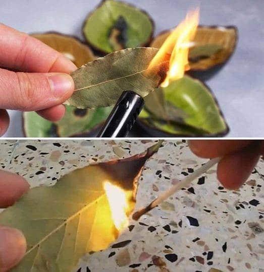 7 choses qui arrivent si vous brûlez une feuille de laurier tous les soirs à la maison 1 7 choses qui arrivent si vous brûlez une feuille de laurier tous les soirs à la maison 1