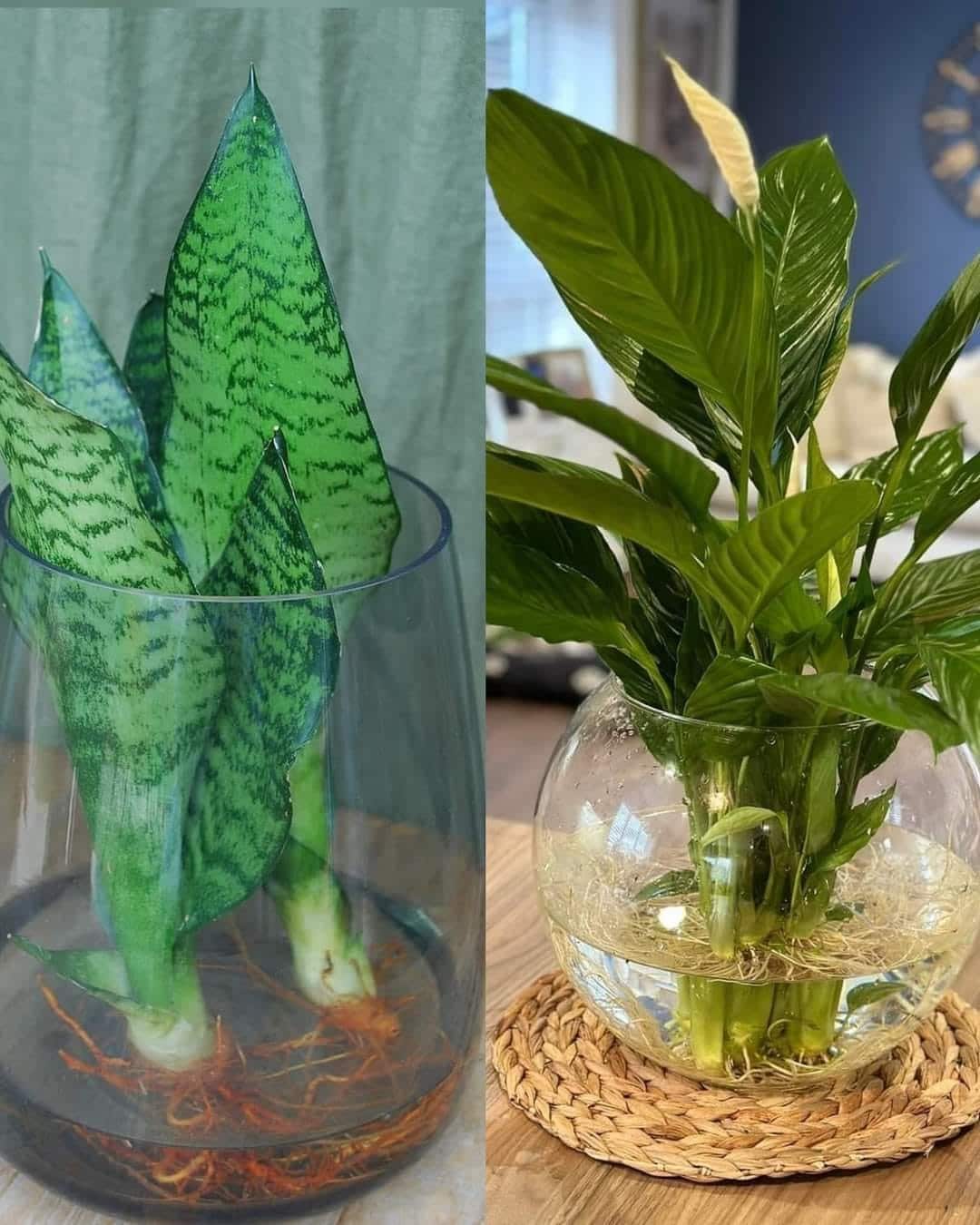 7 Plantes d’Intérieur qui Prospèrent dans l'Eau 1
