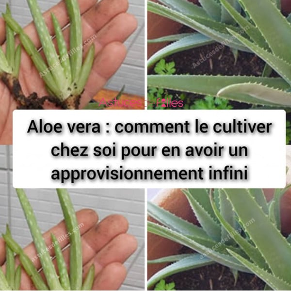 Aloe vera : comment le cultiver chez soi pour avoir un approvisionnement infini 1