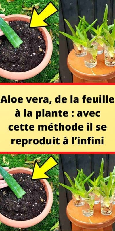 Aloe Vera : La Plante Miracle pour la Purification de l’Air et la Santé 2