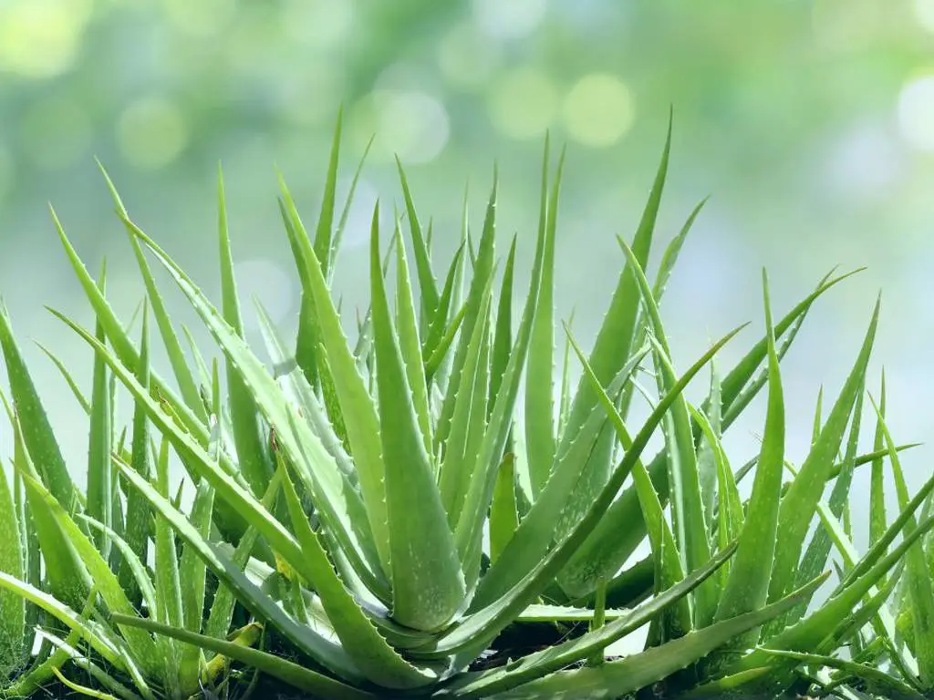 Aloe Vera : La Plante Miracle pour la Purification de l’Air et la Santé 1
