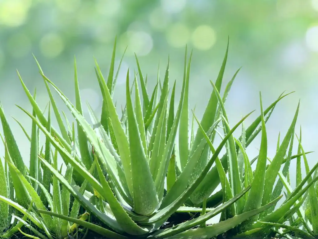 Aloe Vera : La Plante Miracle pour la Purification de l’Air et la Santé 1 Aloe Vera : La Plante Miracle pour la Purification de l’Air et la Santé 1