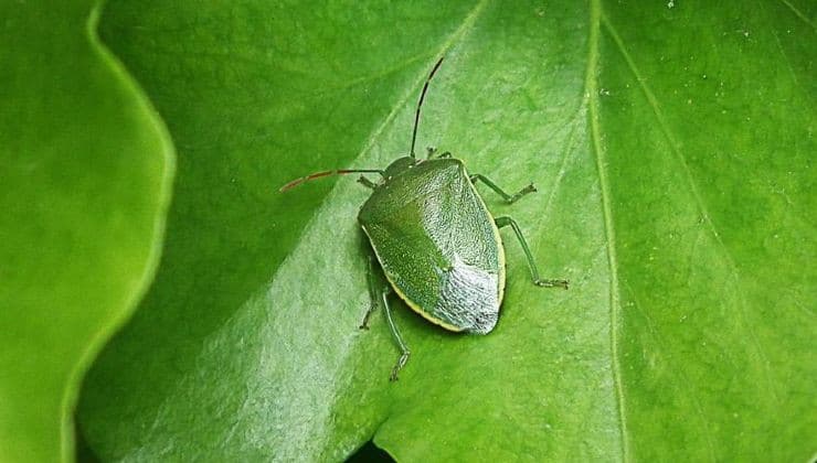 Elimination Naturelle des Punaises de Lit du Jardin: Guide Complet et Ecologique 2