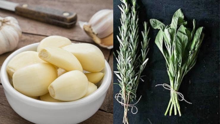 Elimination Naturelle des Punaises de Lit du Jardin: Guide Complet et Ecologique 4