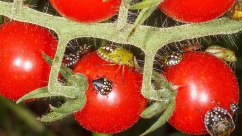 Elimination Naturelle des Punaises de Lit du Jardin: Guide Complet et Ecologique 1 Elimination Naturelle des Punaises de Lit du Jardin: Guide Complet et Ecologique 1