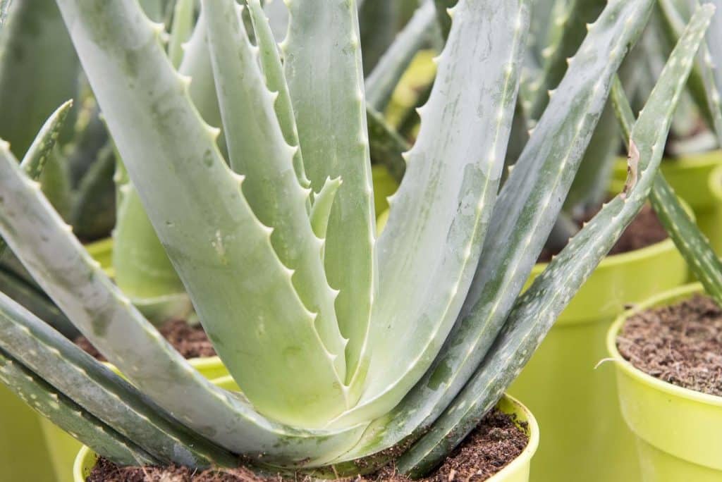 Aloe verra + Cheveux = Danger : Voici pourquoi 1 Aloe verra + Cheveux = Danger : Voici pourquoi 1