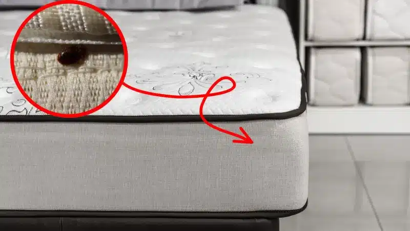 Les 17 astuces infaillibles pour combattre les punaises de lit 2